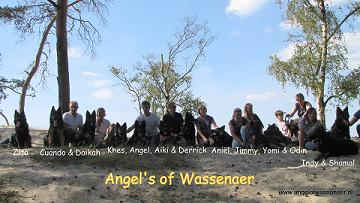 Alle nakomelingen ODH Kennel Angel of Wassenaer